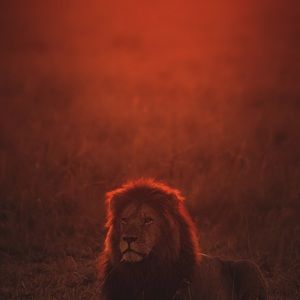 Meet your Posher, Kishon